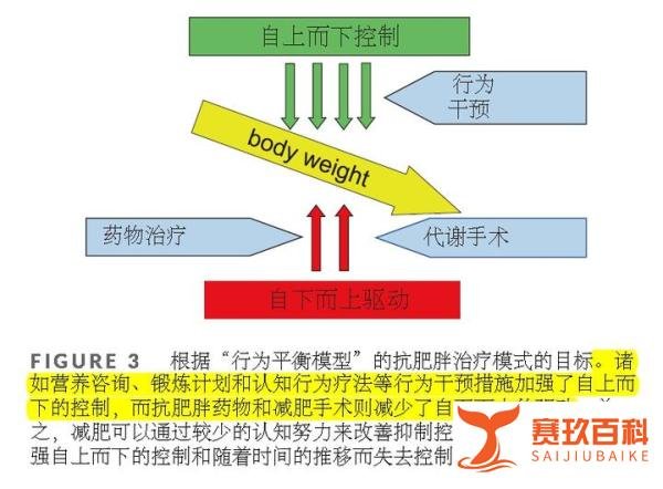 “行为平衡模型”:肥胖的病因及治疗的一个新视角(摘录)