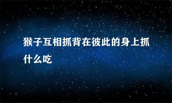 猴子互相抓背在彼此的身上抓什么吃