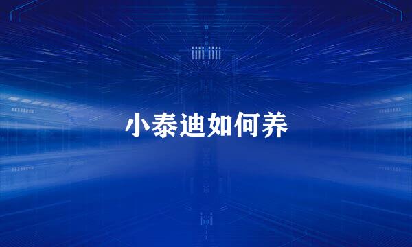小泰迪如何养