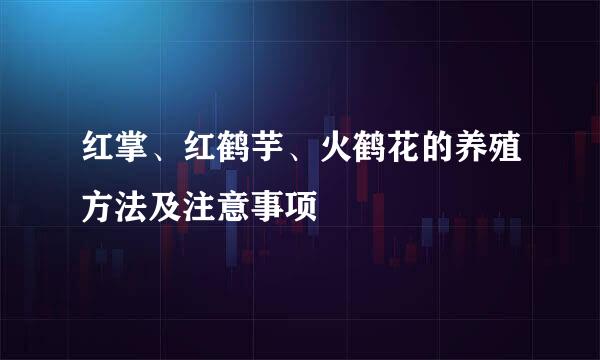 红掌、红鹤芋、火鹤花的养殖方法及注意事项