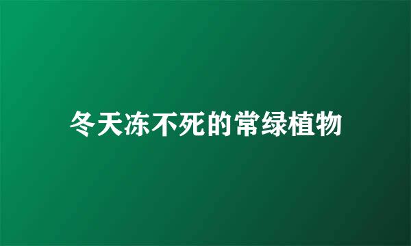 冬天冻不死的常绿植物