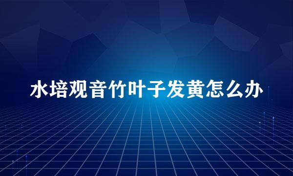 水培观音竹叶子发黄怎么办