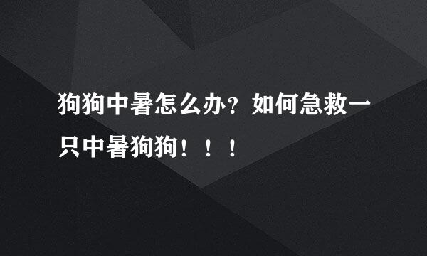 狗狗中暑怎么办？如何急救一只中暑狗狗！！！