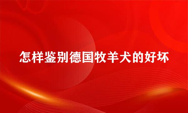 怎样鉴别德国牧羊犬的好坏