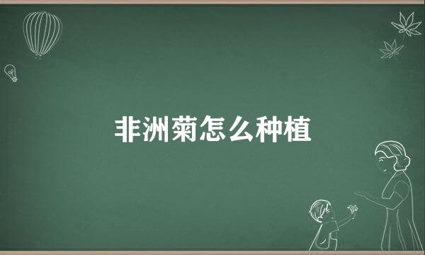 非洲菊怎么种植