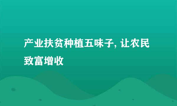 产业扶贫种植五味子, 让农民致富增收