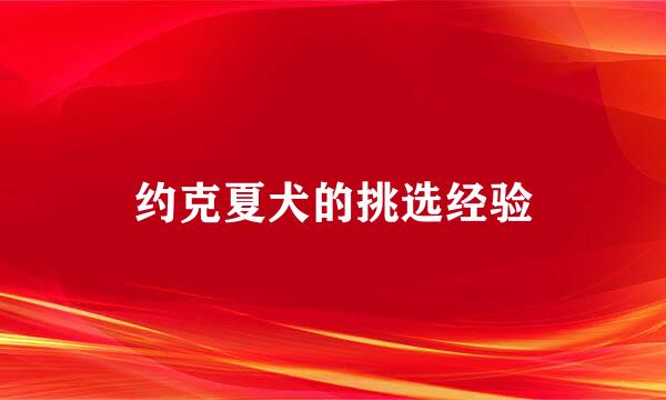 约克夏犬的挑选经验