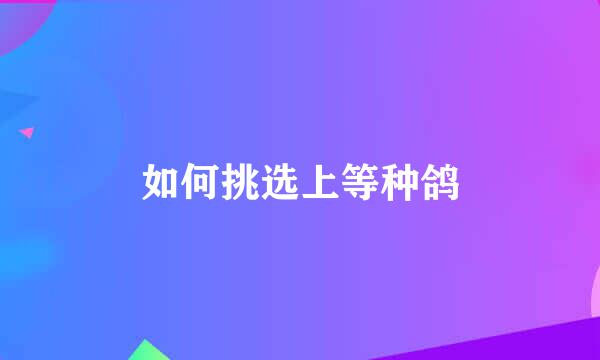 如何挑选上等种鸽