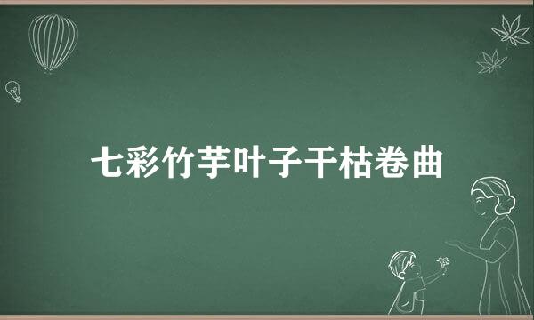 七彩竹芋叶子干枯卷曲
