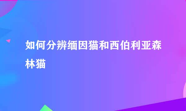 如何分辨缅因猫和西伯利亚森林猫